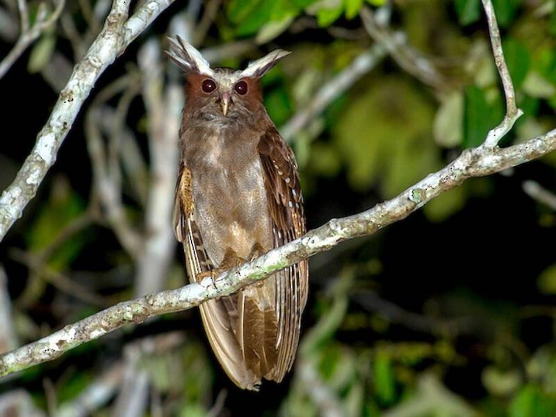 Crested Owl, 照片 2