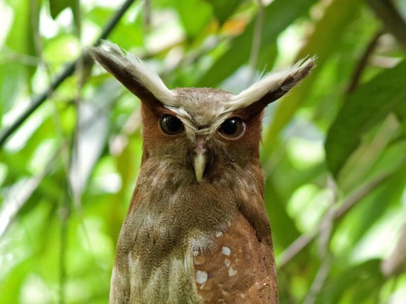 Crested Owl, 照片 4