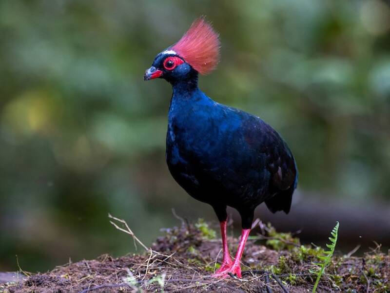 Crested Partridge, Photos 2