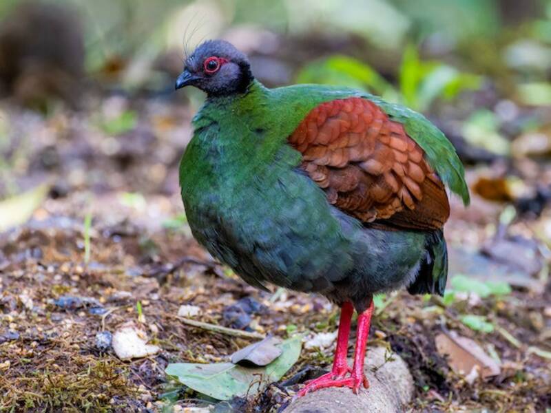 Crested Partridge, Photos 4