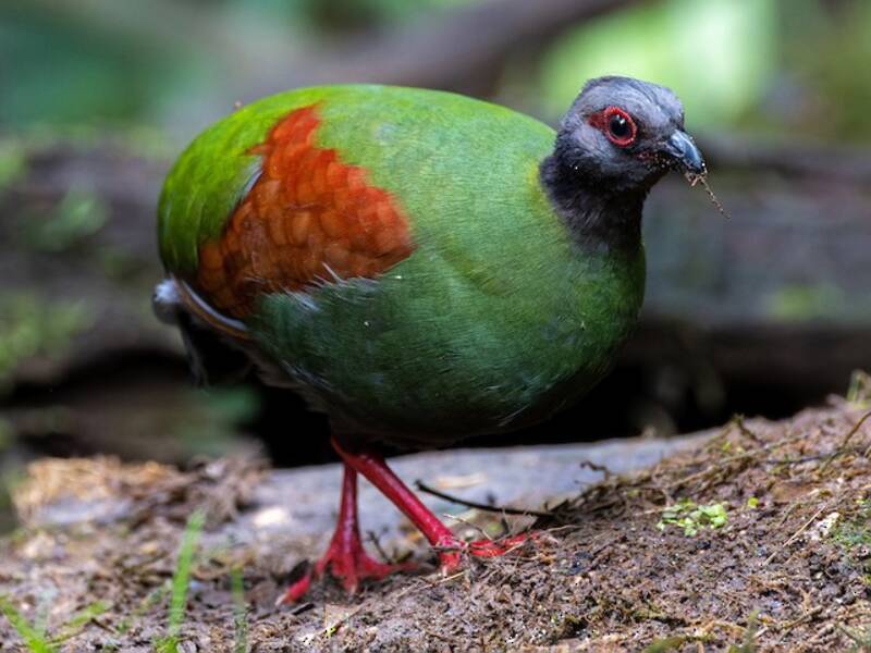 Crested Partridge, Photos 3