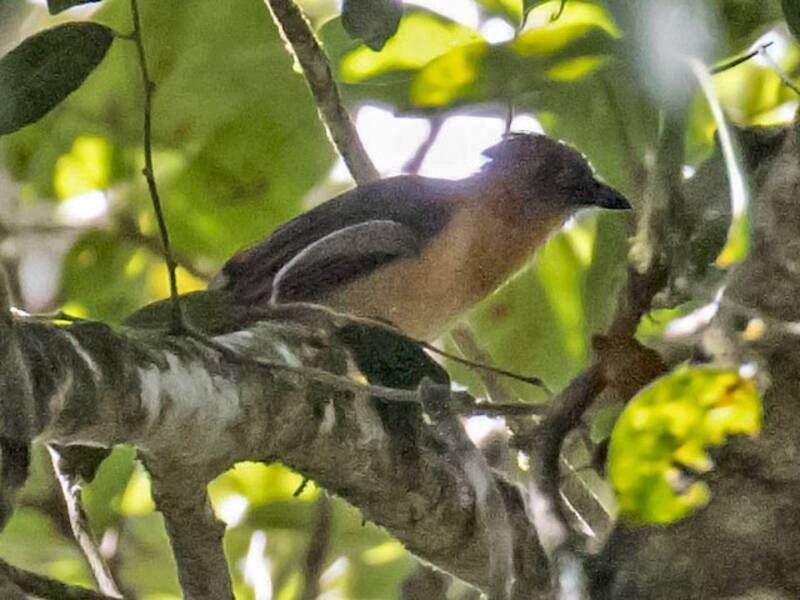 Piping Bellbird, 照片 2