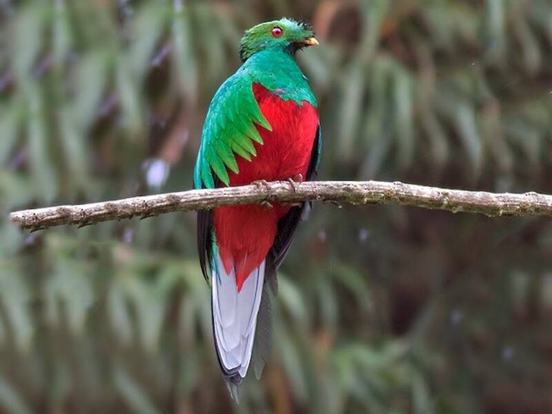Quetzal Crestado