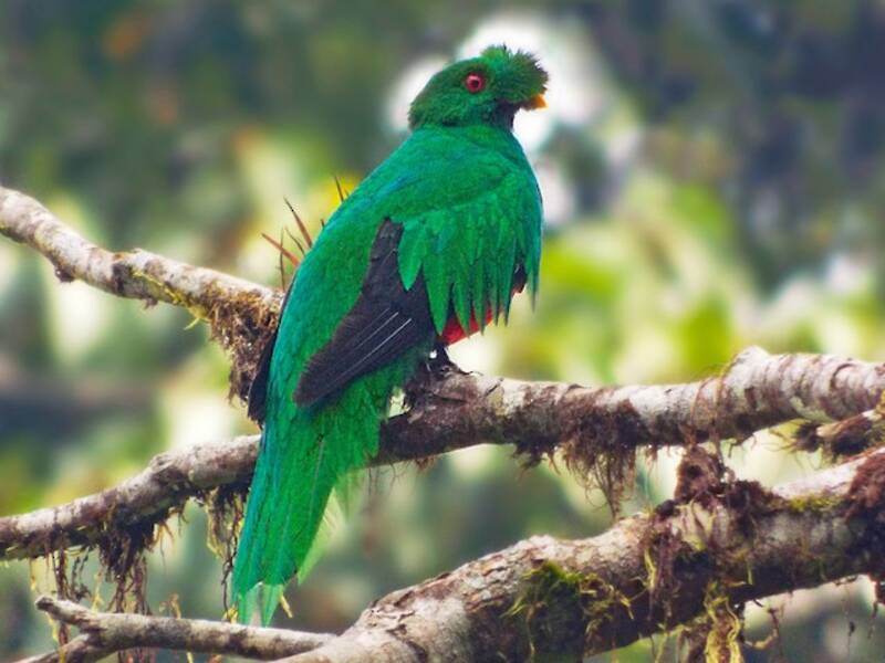 Quetzal antisien, Photos 2