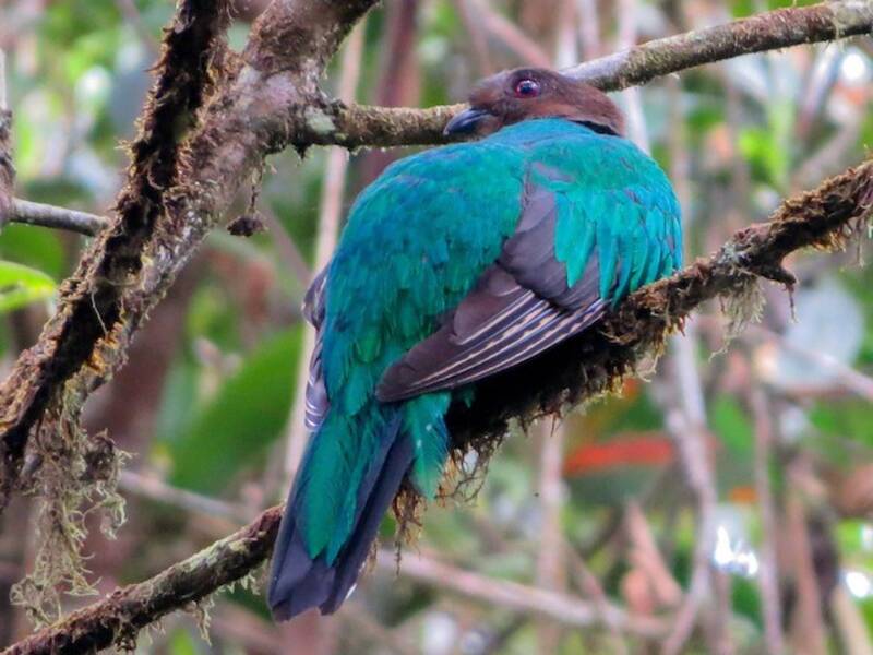 Quetzal antisien, Photos 3