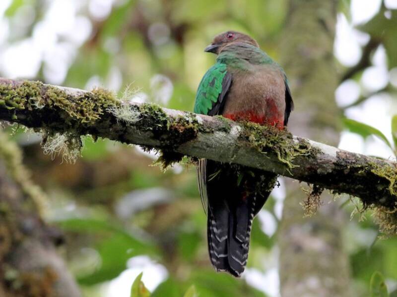Quetzal antisien, Photos 4