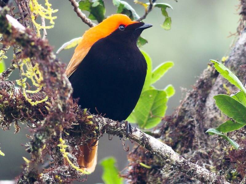 Crested Satinbird, Photos 3