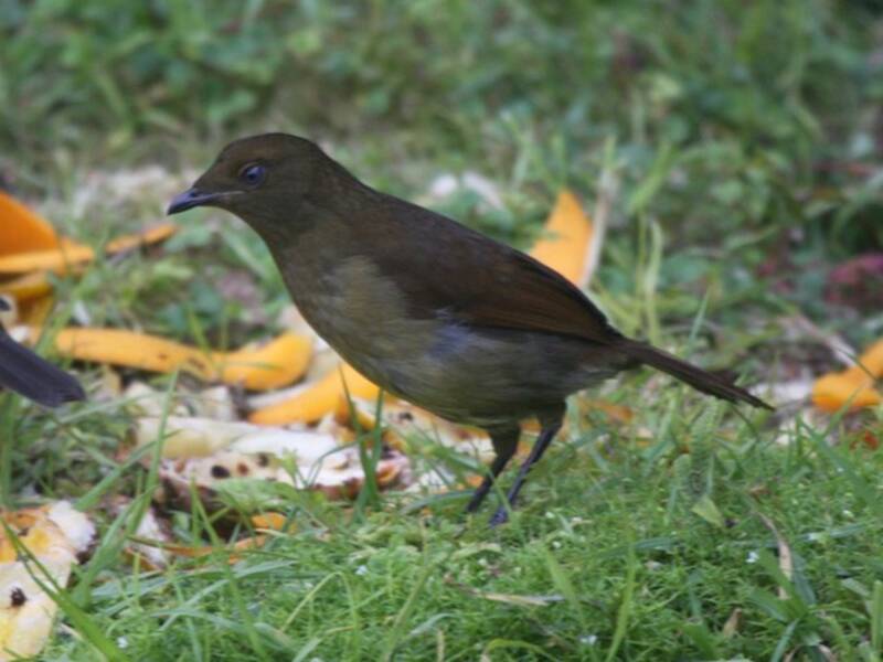 Crested Satinbird, Photos 4