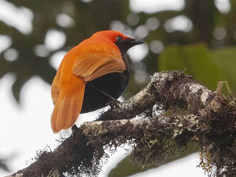 Crested Satinbird (Cnemophilus macgregorii)