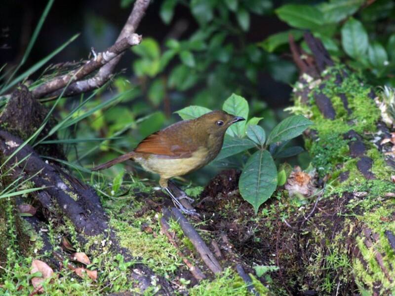 Crested Satinbird, Photos 2