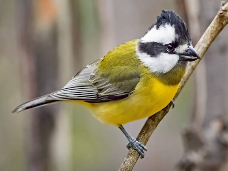 Eastern Shrike-tit (Falcunculus frontatus)