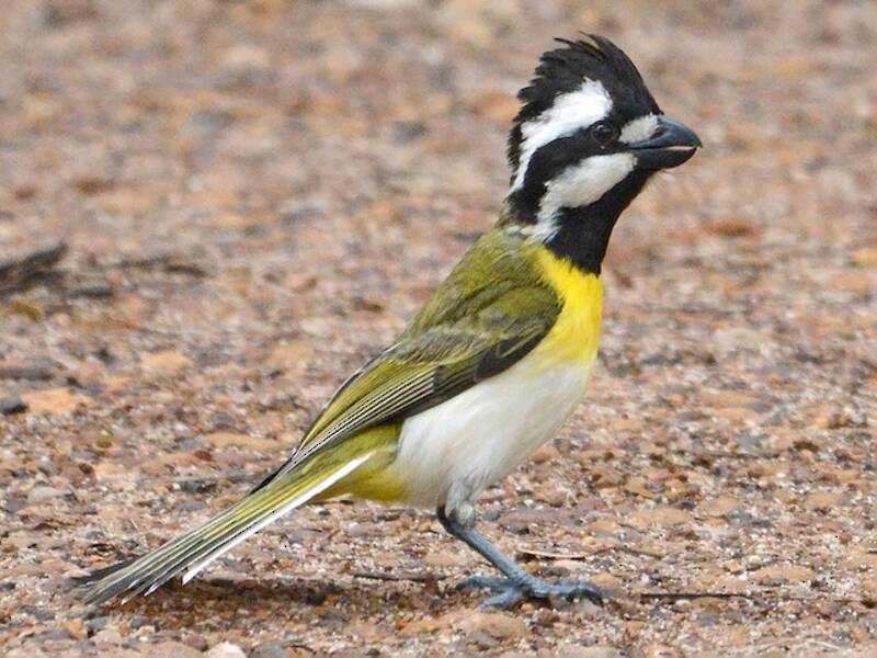Western Shrike-tit, 照片 3
