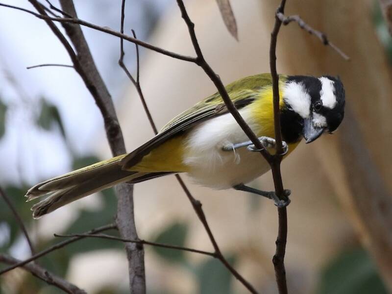 Western Shrike-tit, 照片 2