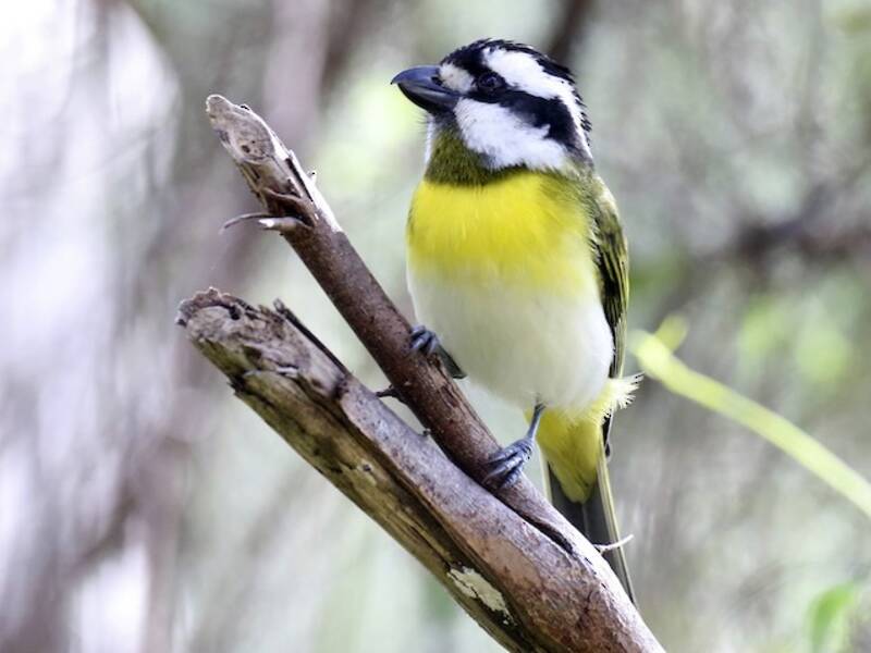 Western Shrike-tit