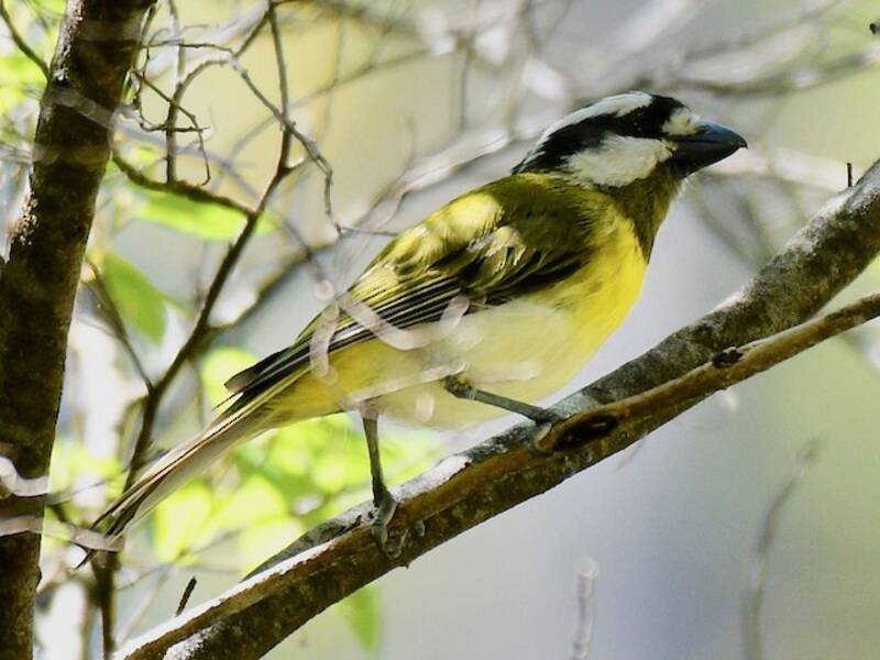Western Shrike-tit, 照片 4