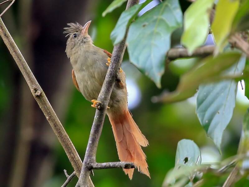 Crested Spinetail, Photos 4