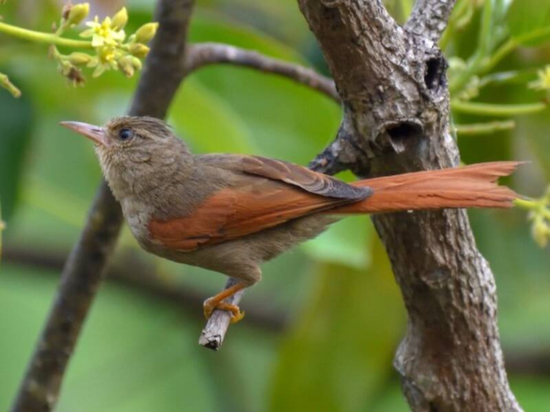 Crested Spinetail