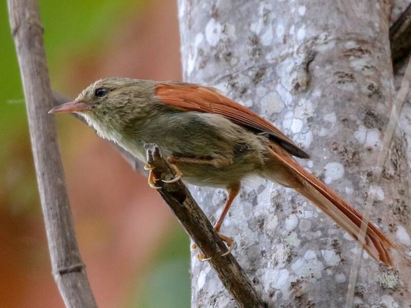 Crested Spinetail, Photos 2