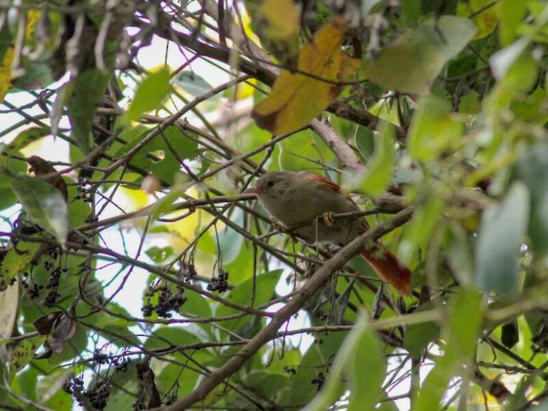 Crested Spinetail, Photos 3