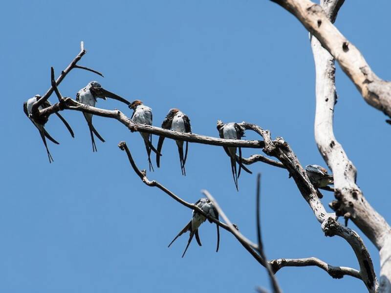 Crested Treeswift, Photos 3