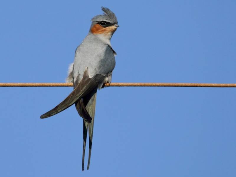 Crested Treeswift, Photos 4