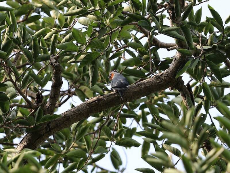 Crested Treeswift, Photos 2