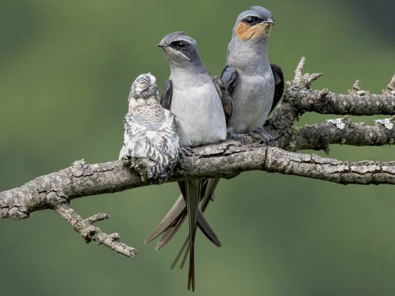 Crested Treeswift (Hemiprocne coronata)