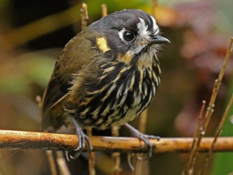 Crescent-faced Antpitta, Photos 2