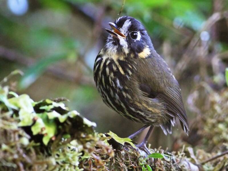Crescent-faced Antpitta, Photos 4
