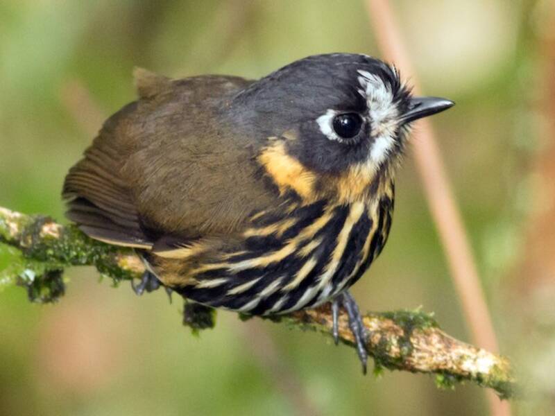 Crescent-faced Antpitta, Photos 3
