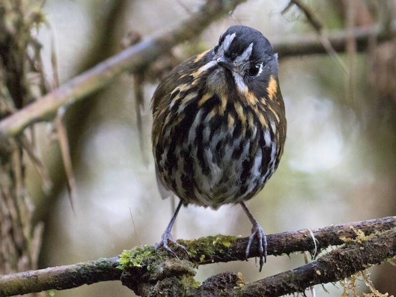 Crescent-faced Antpitta