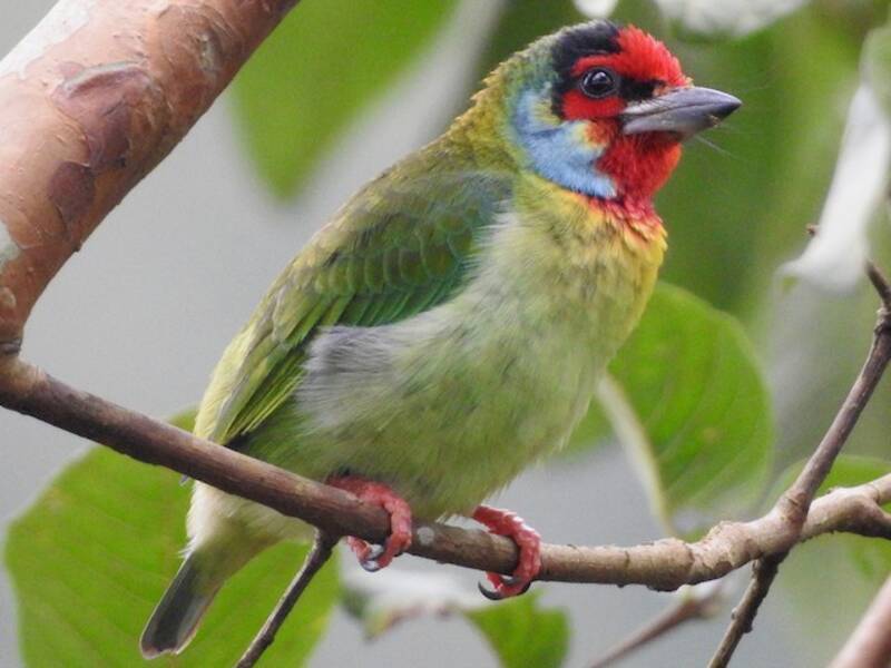 Malabar Barbet, 照片 4