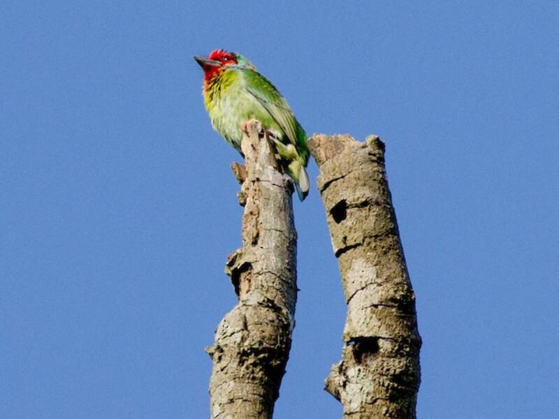 Malabar Barbet, 照片 2