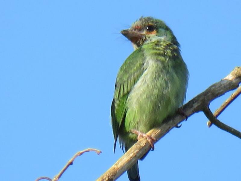 Malabar Barbet, 照片 3