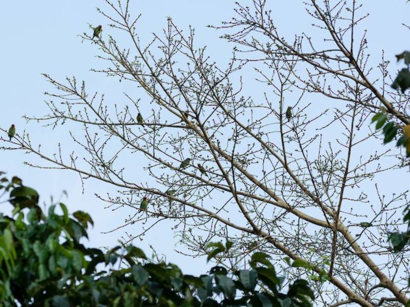 Malabar Barbet