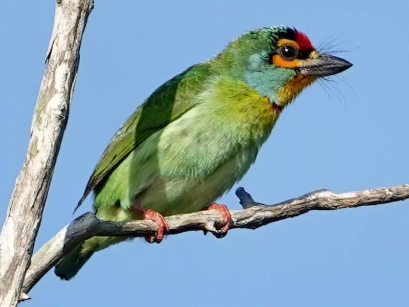 Ceylonbartvogel