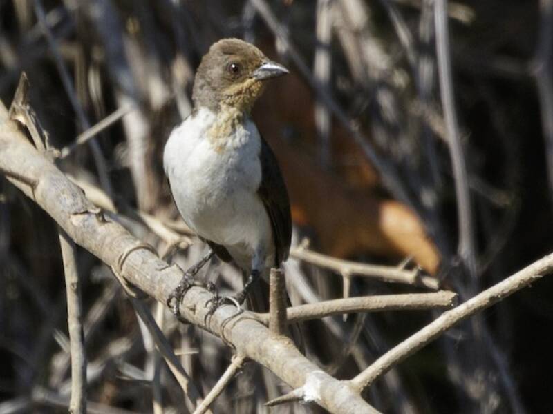 Paroare dominicain, Photos 2