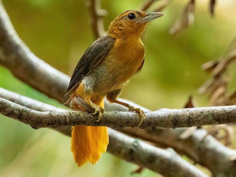 Cinnamon-rumped Foliage-gleaner, Photos 3