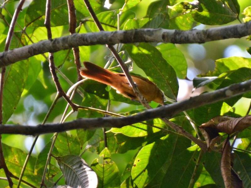 Cinnamon-rumped Foliage-gleaner, Photos 2