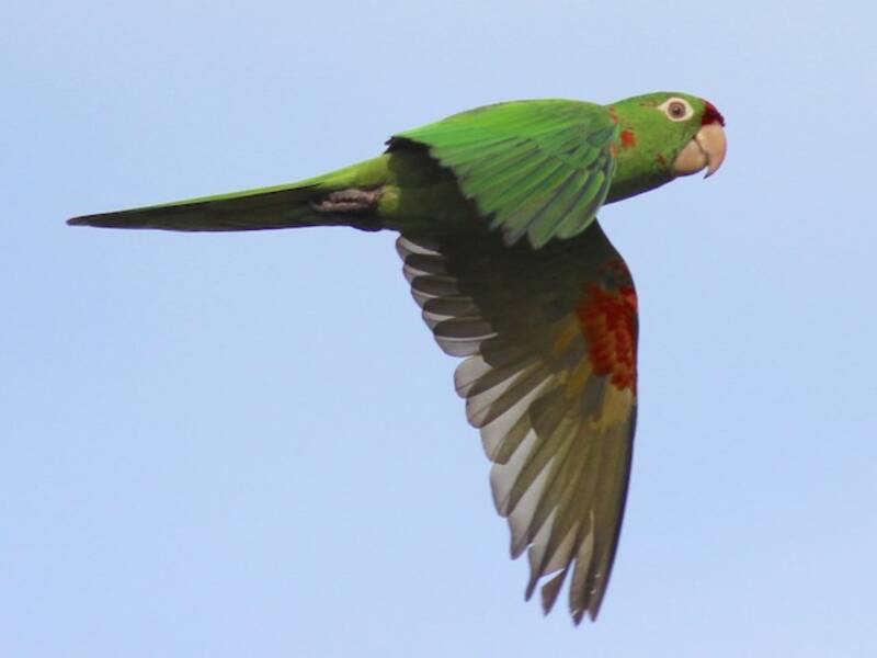 Crimson-fronted Parakeet