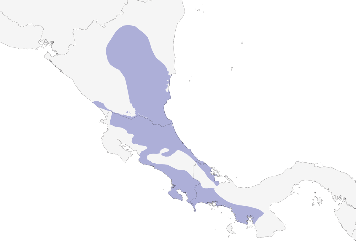Conuro fronterossa, Distribuzione 1