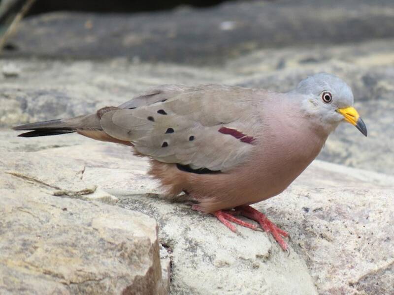 Croaking Ground Dove, Photos 3