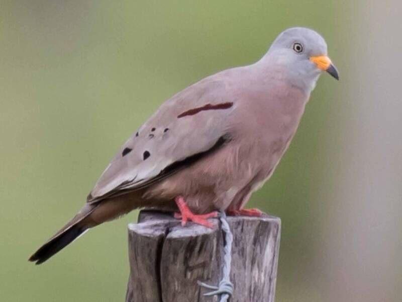 Croaking Ground Dove, Photos 2