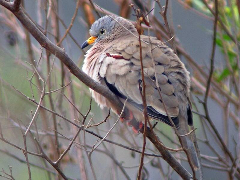 Croaking Ground Dove, Photos 4