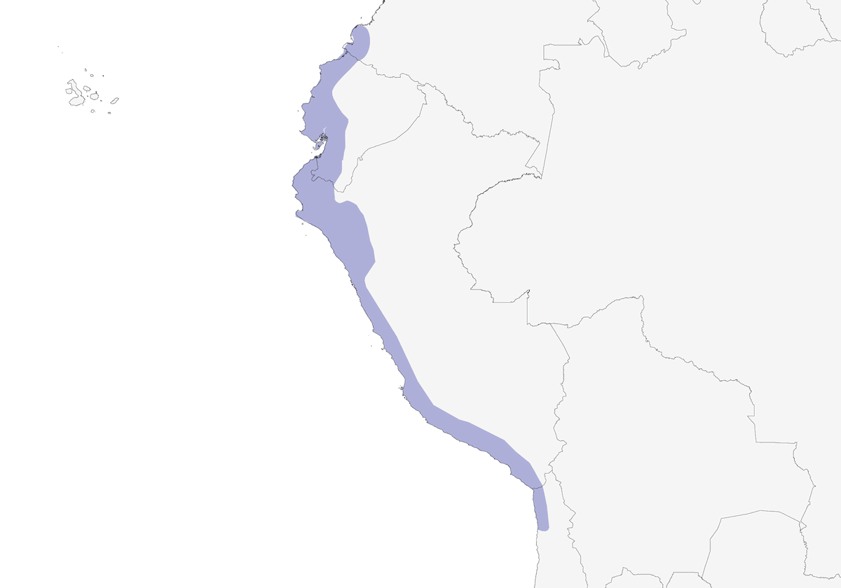 Croaking Ground Dove, Distribution 1