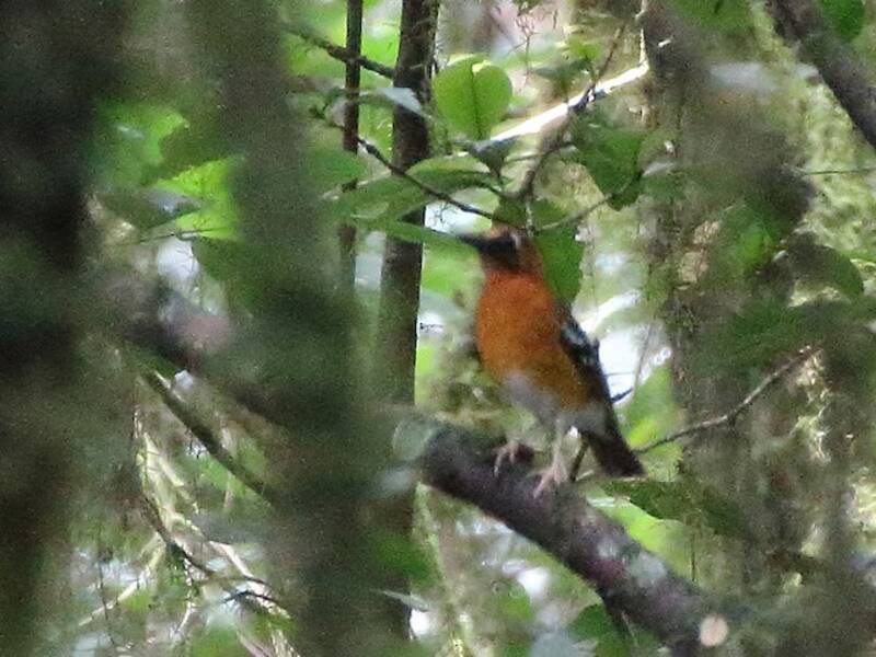 Crossley's Ground-Thrush, 照片 2