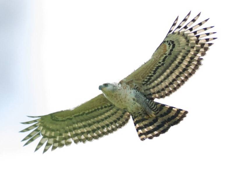 Kronenadler, Fotos 2