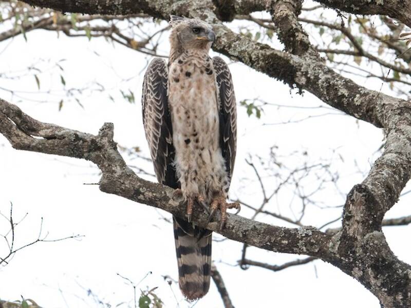 Kronenadler, Fotos 3