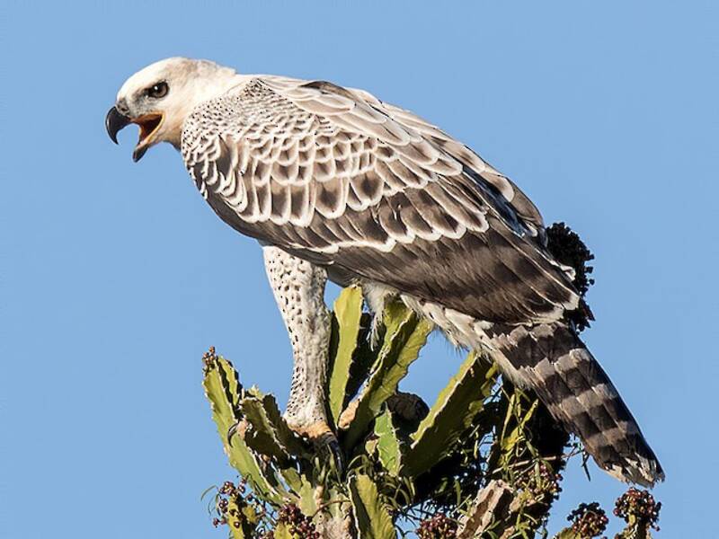 Kronenadler, Fotos 4