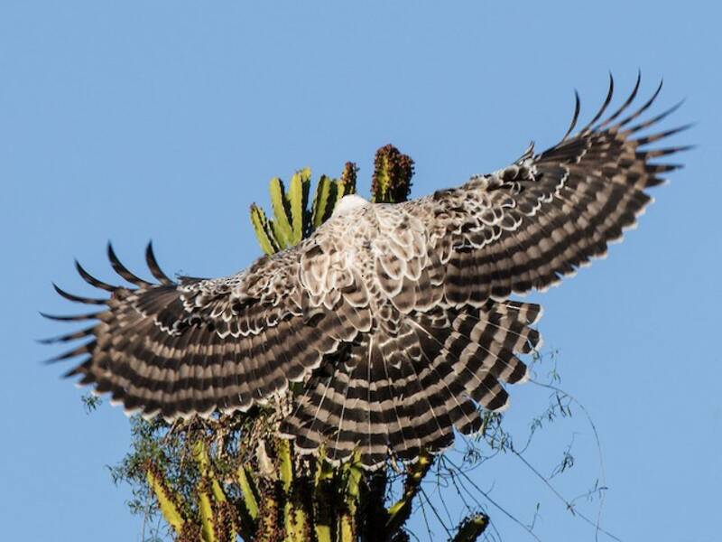 Crowned Eagle (Stephanoaetus coronatus)